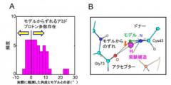 タンパク質の立体構造解析に新たなモデルを提唱