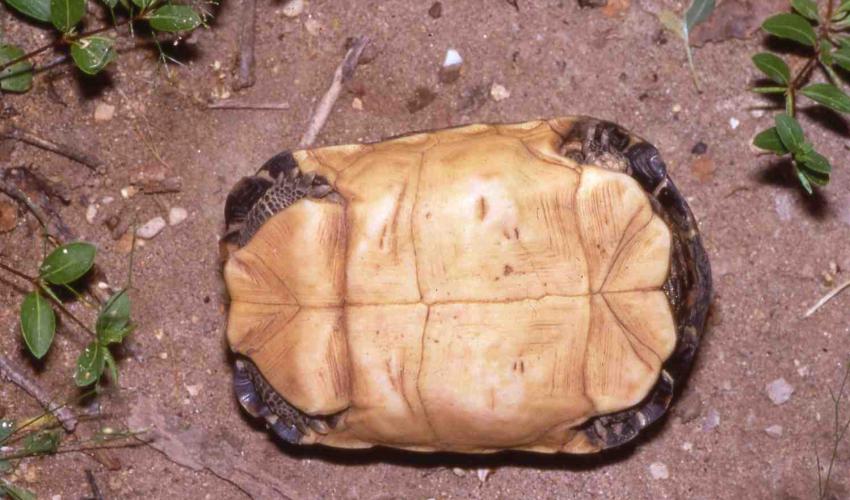 Pyxis arachnoides | Graduate School of Science / Faculty of