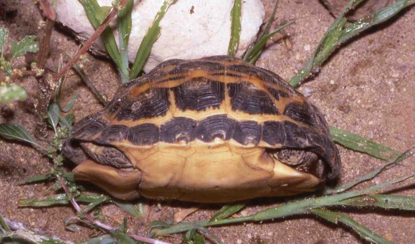 Pyxis arachnoides | Graduate School of Science / Faculty of